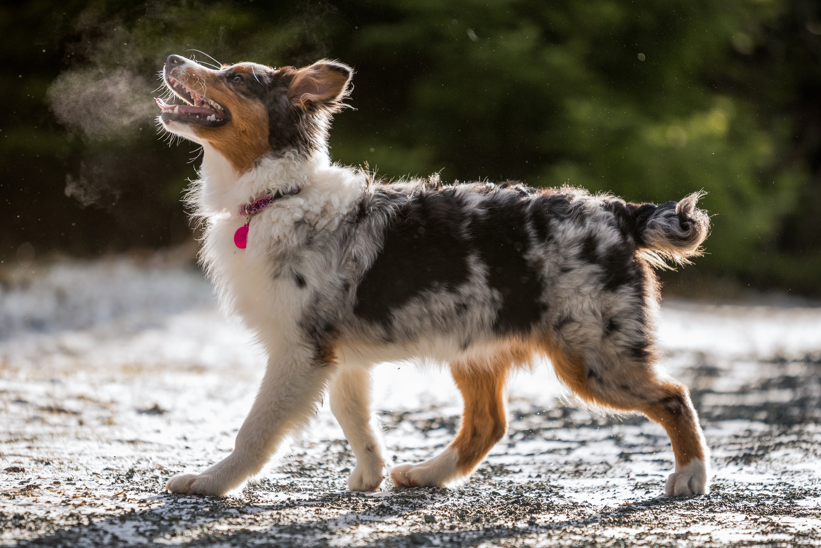 Australian Shepherd welpe draussen