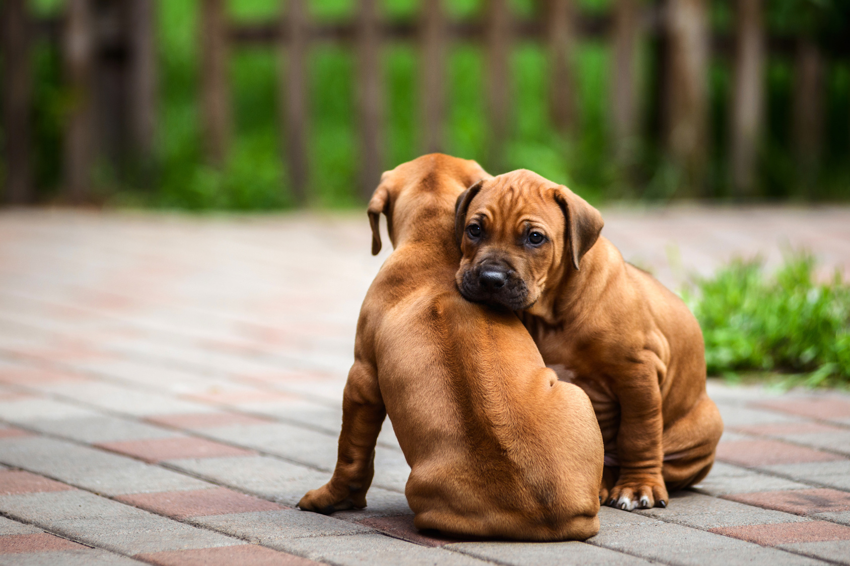 Rhodesian Ridgeback welpen