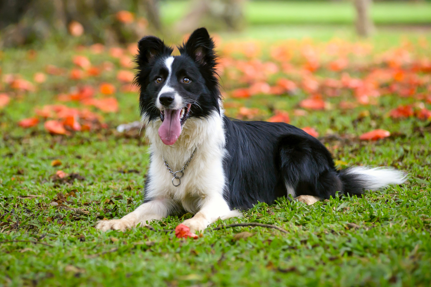 border collie im gras