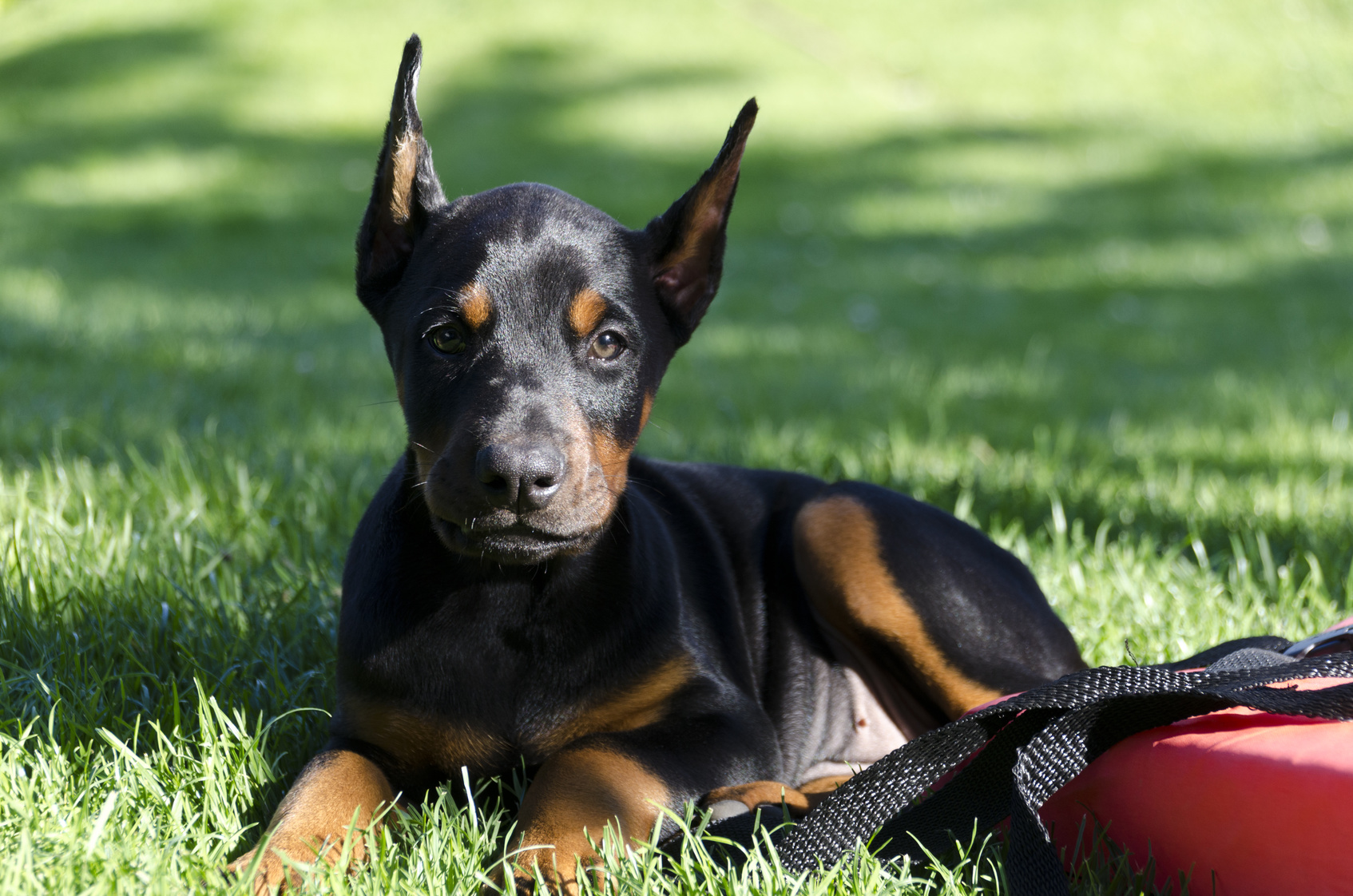 dobermann pinscher welpe