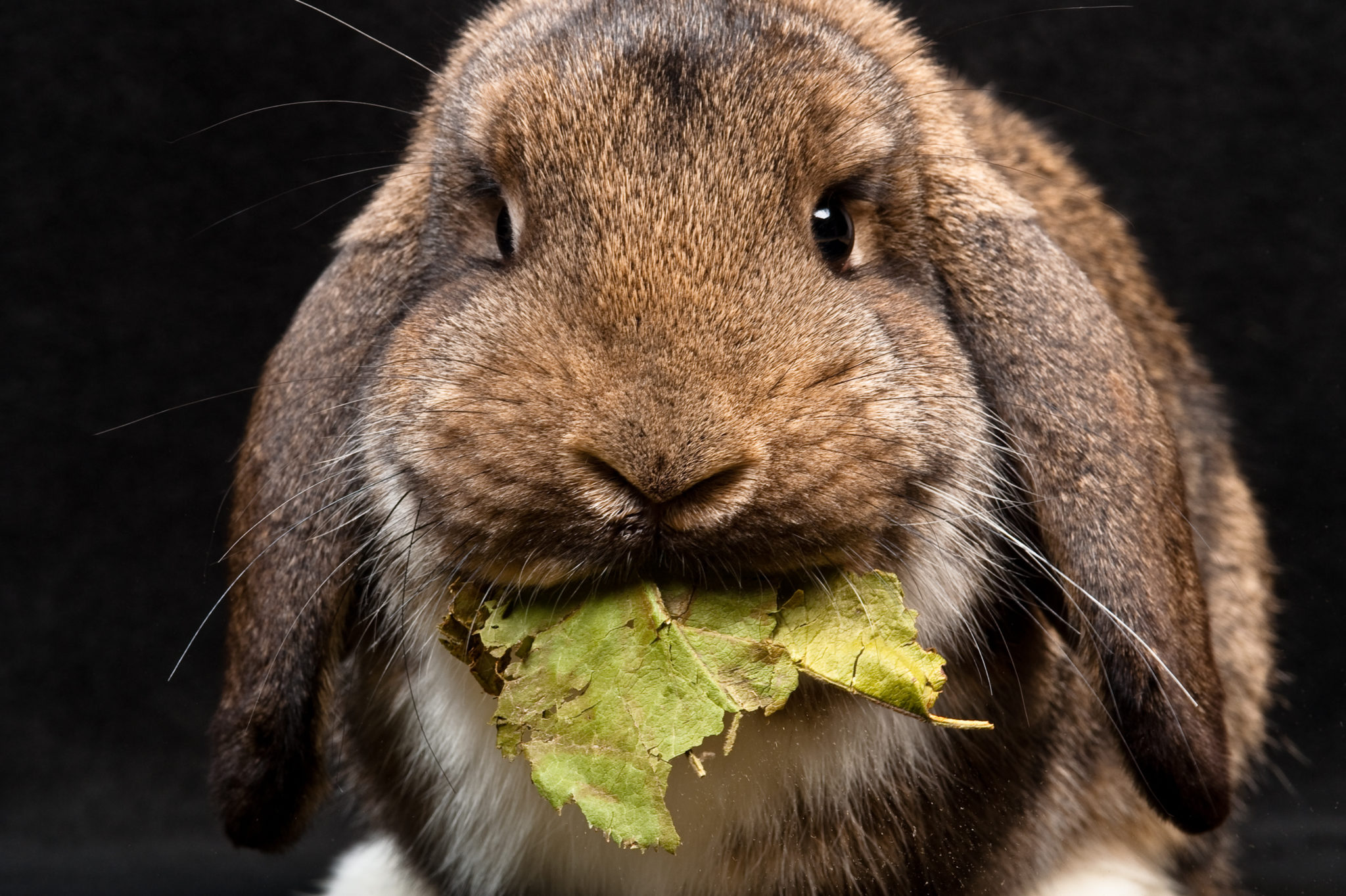 kaninchen ernährung
