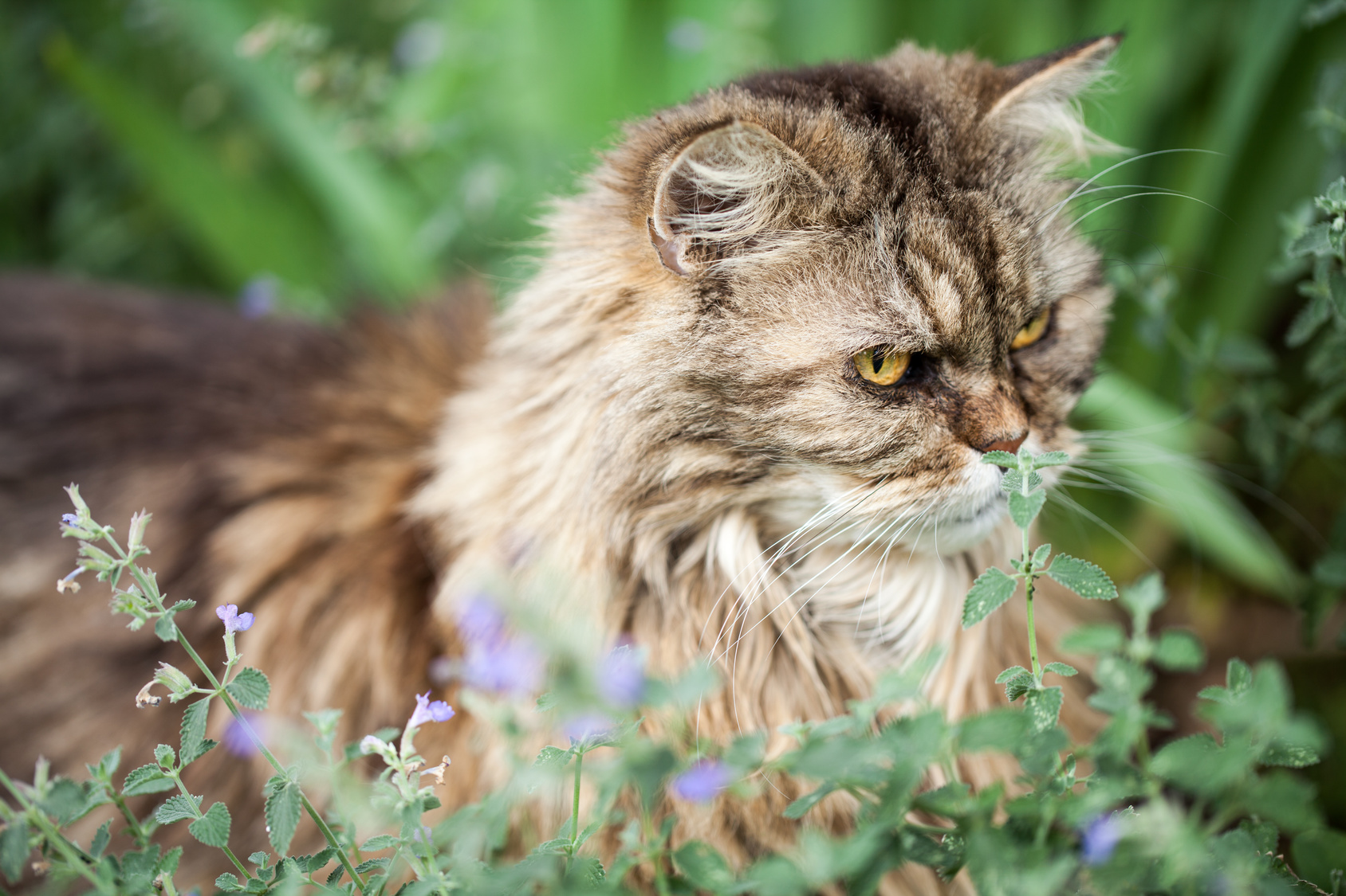 ungiftige pflanzen für katzen