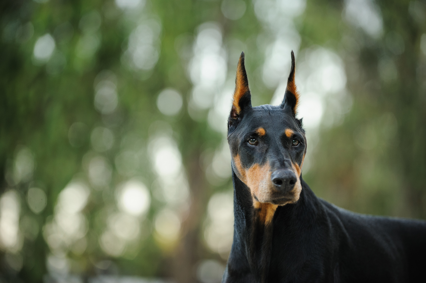 schwarz und rot dobermann pinscher portrait