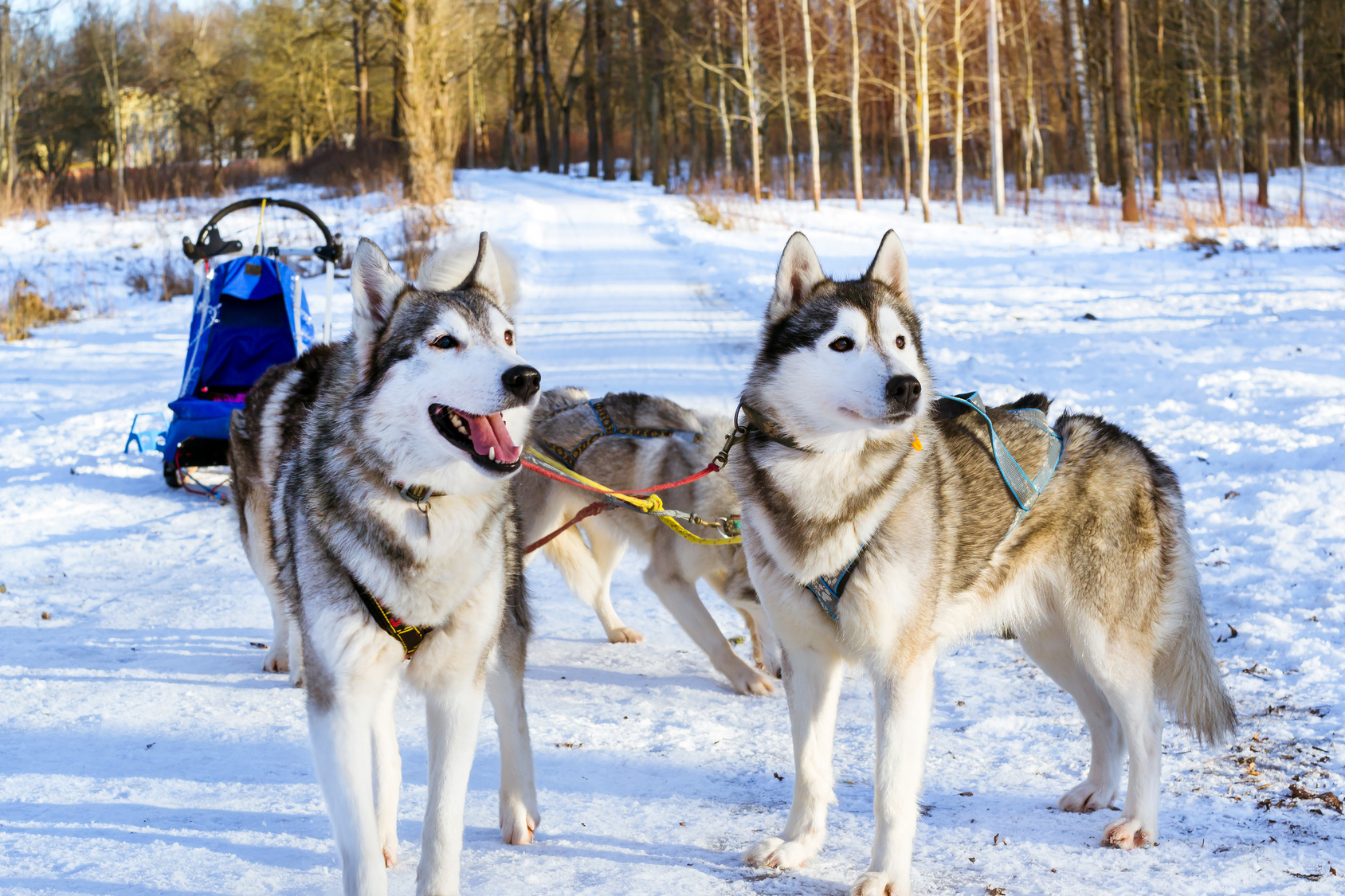 Siberian Huskys am Schlitten