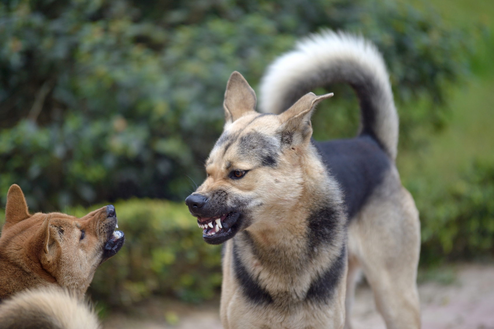 Zwei Hunde knurren sich an und fletschen die Zähne.