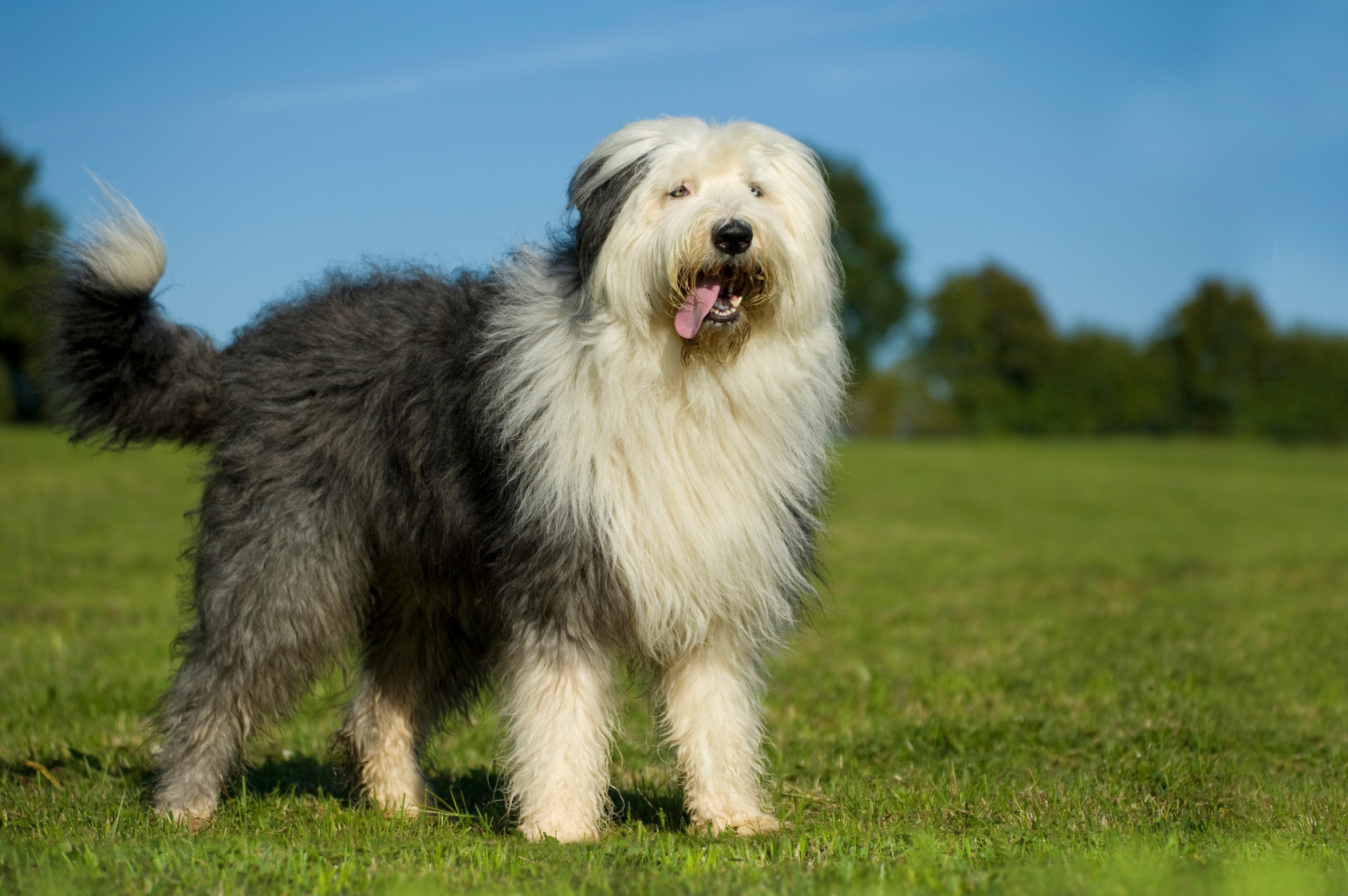 Bobtail steht in einer Wiese