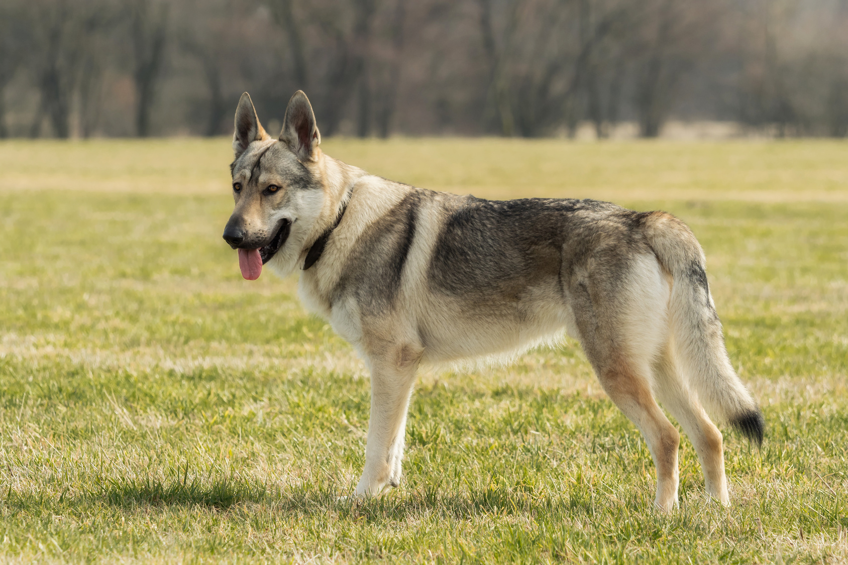 Tschechoslowakischer Wolfshund im grass