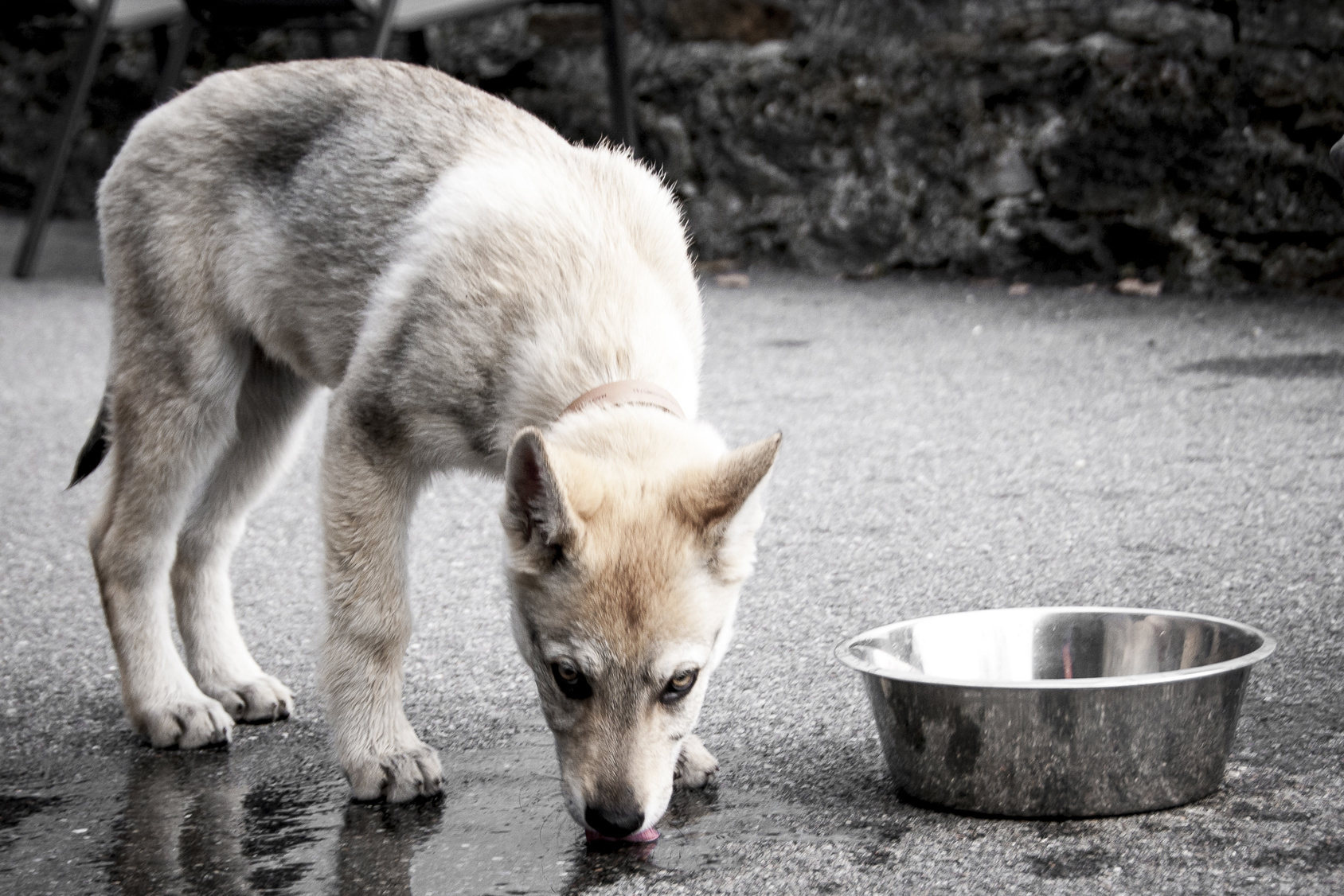 Tschechoslowakischer Wolfshund welpe