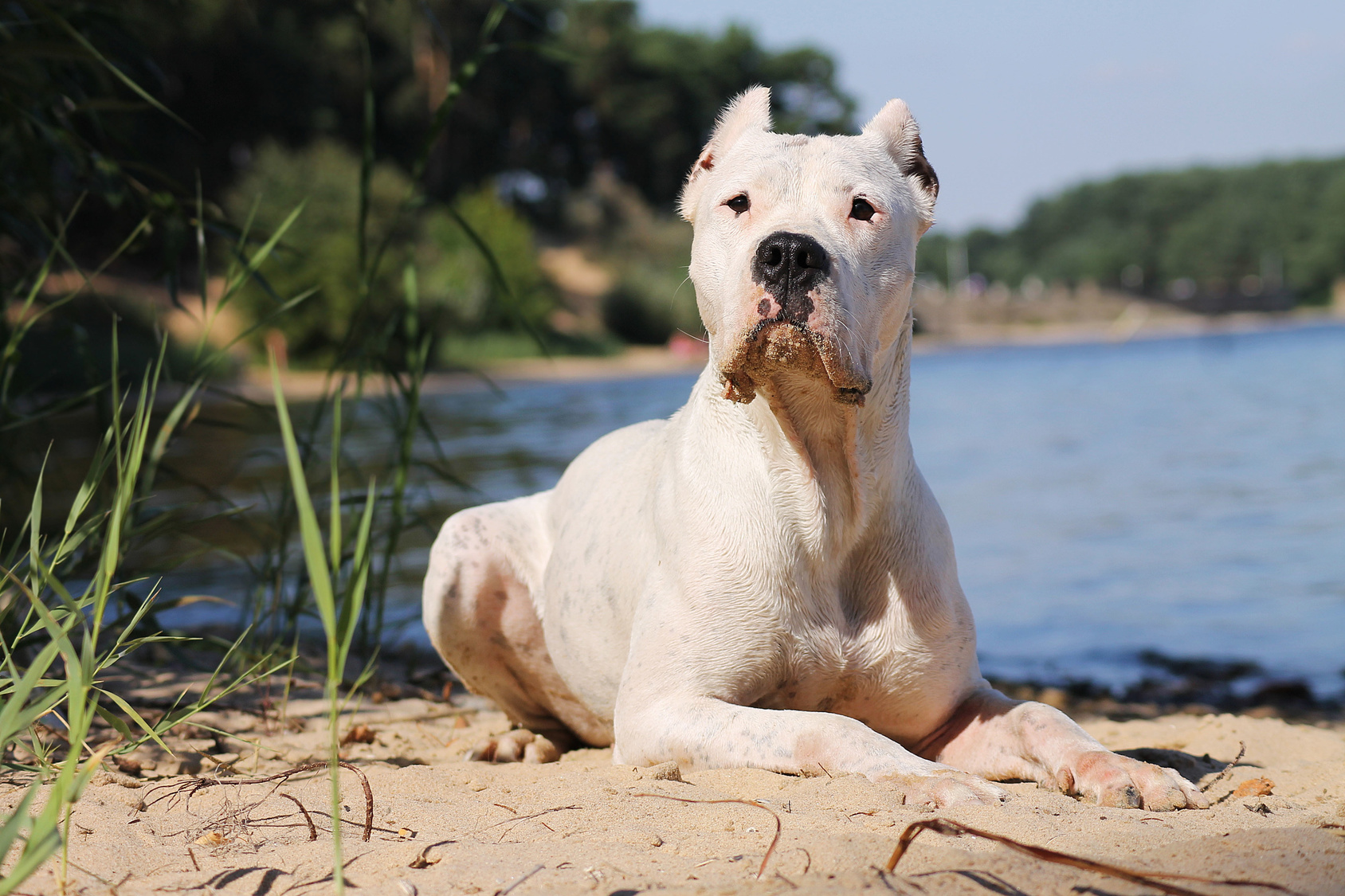 dogo argentino am strand