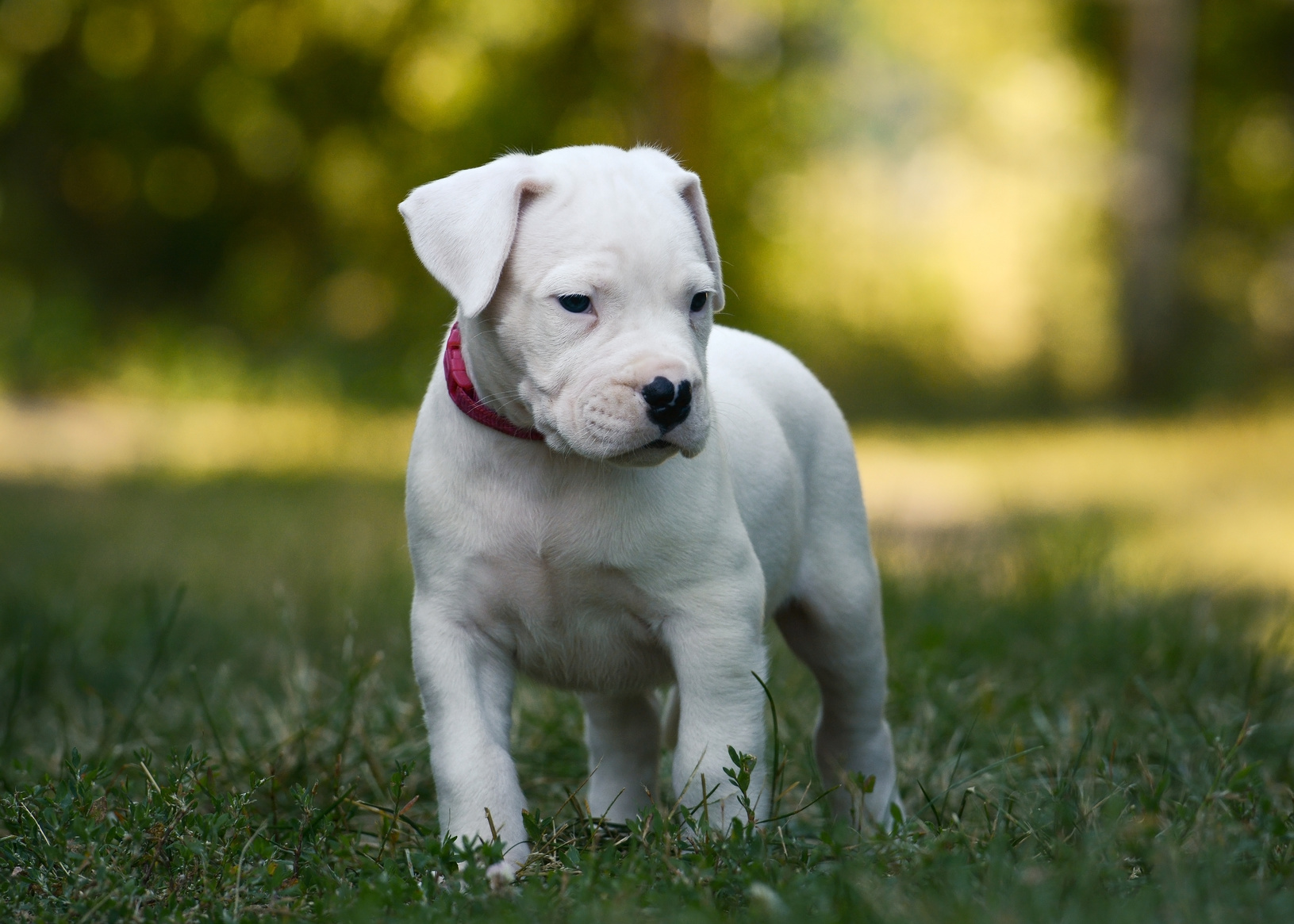 Dogo Argentino Welpe