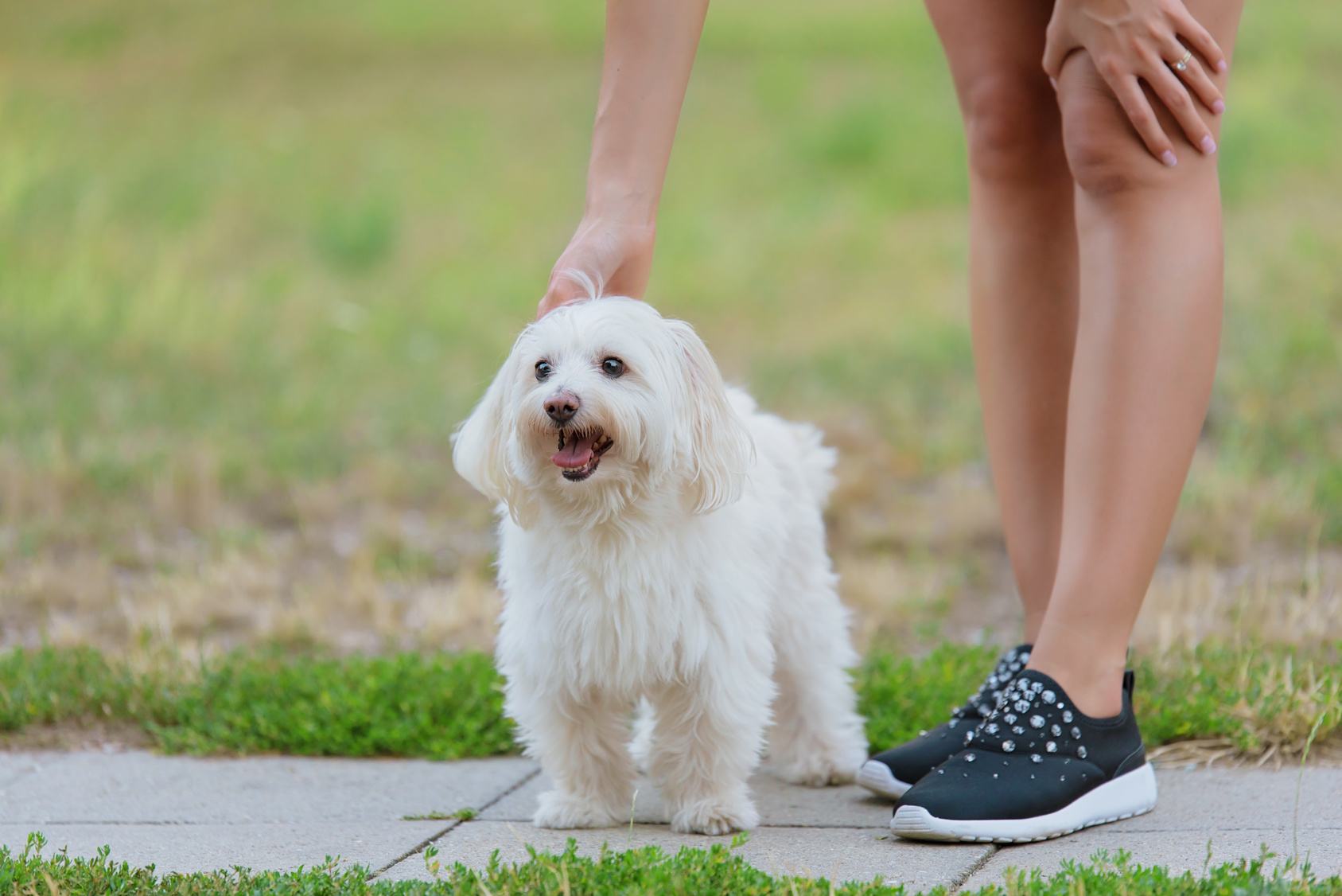 weißer bologneser hund