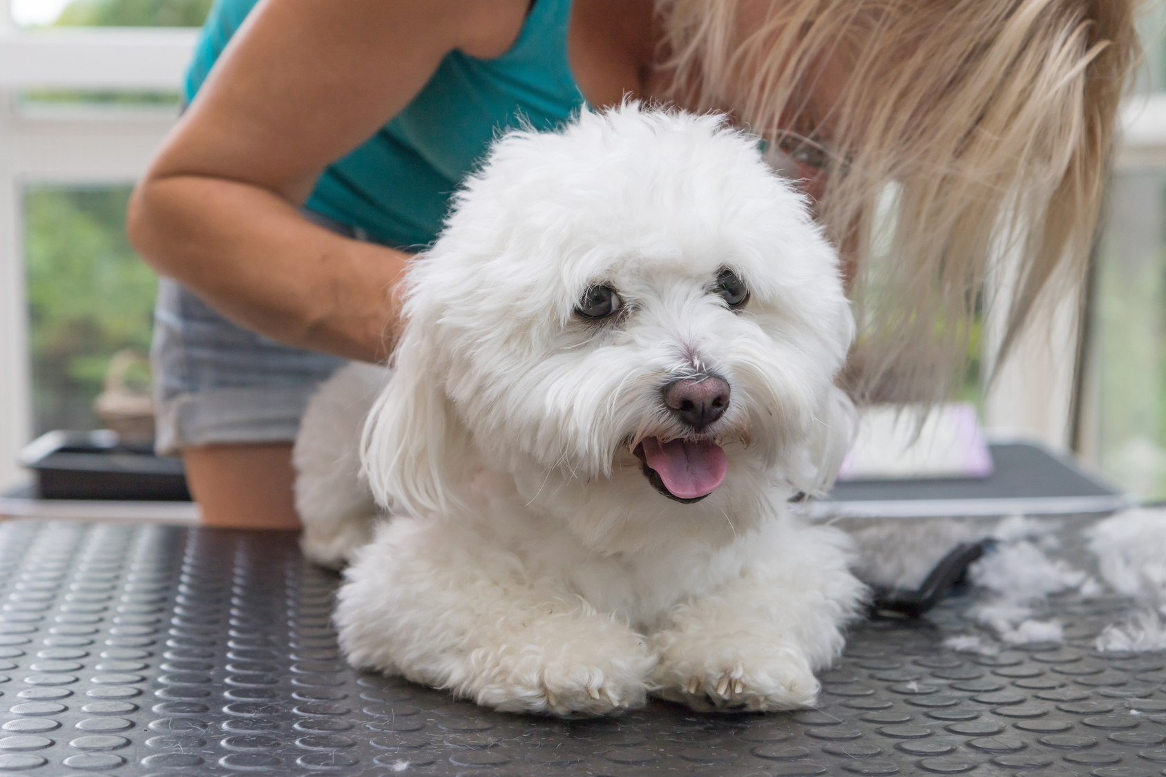 Bolognese - Bichon Bolognese Kutya - Bolognai Pincs fajtaleírás | Zooplus