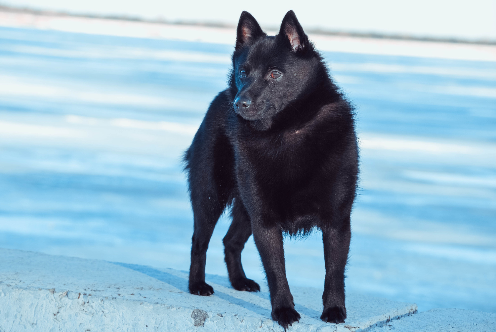 schipperke im winter