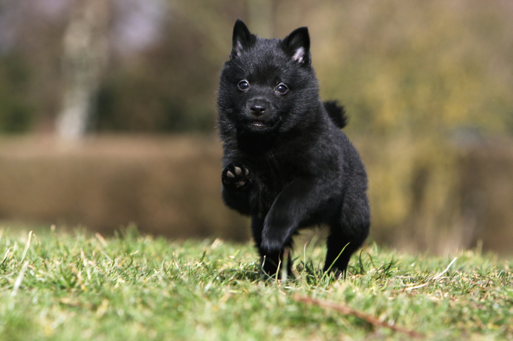 schipperke welpe