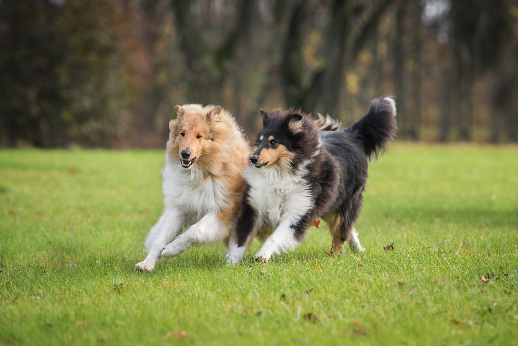 zwei langhaarcollie im grass