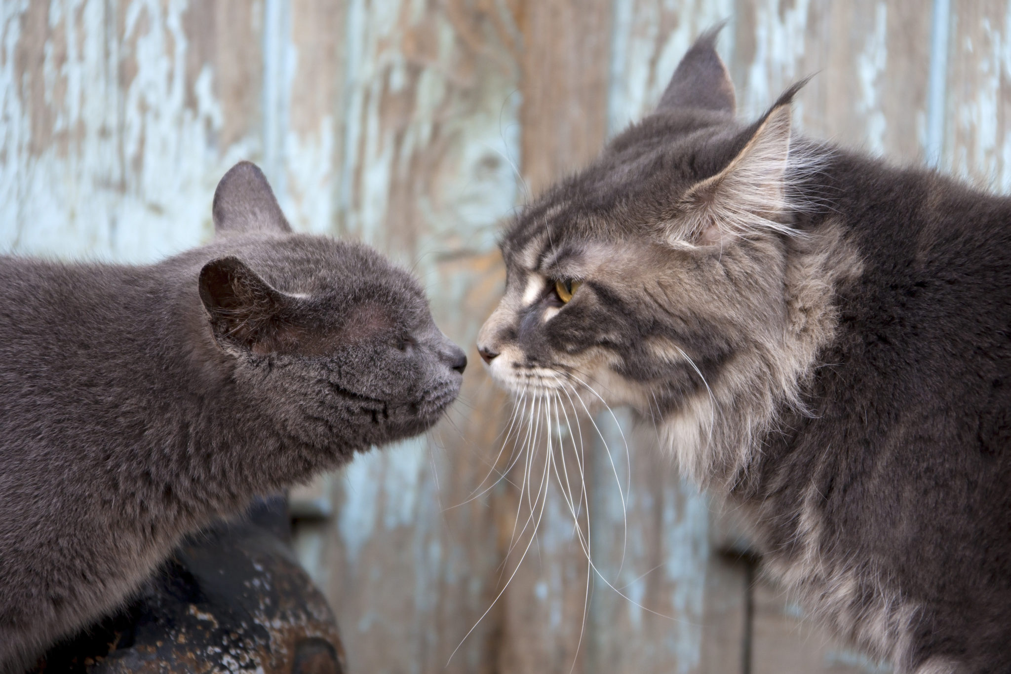 katzen zusammenführen