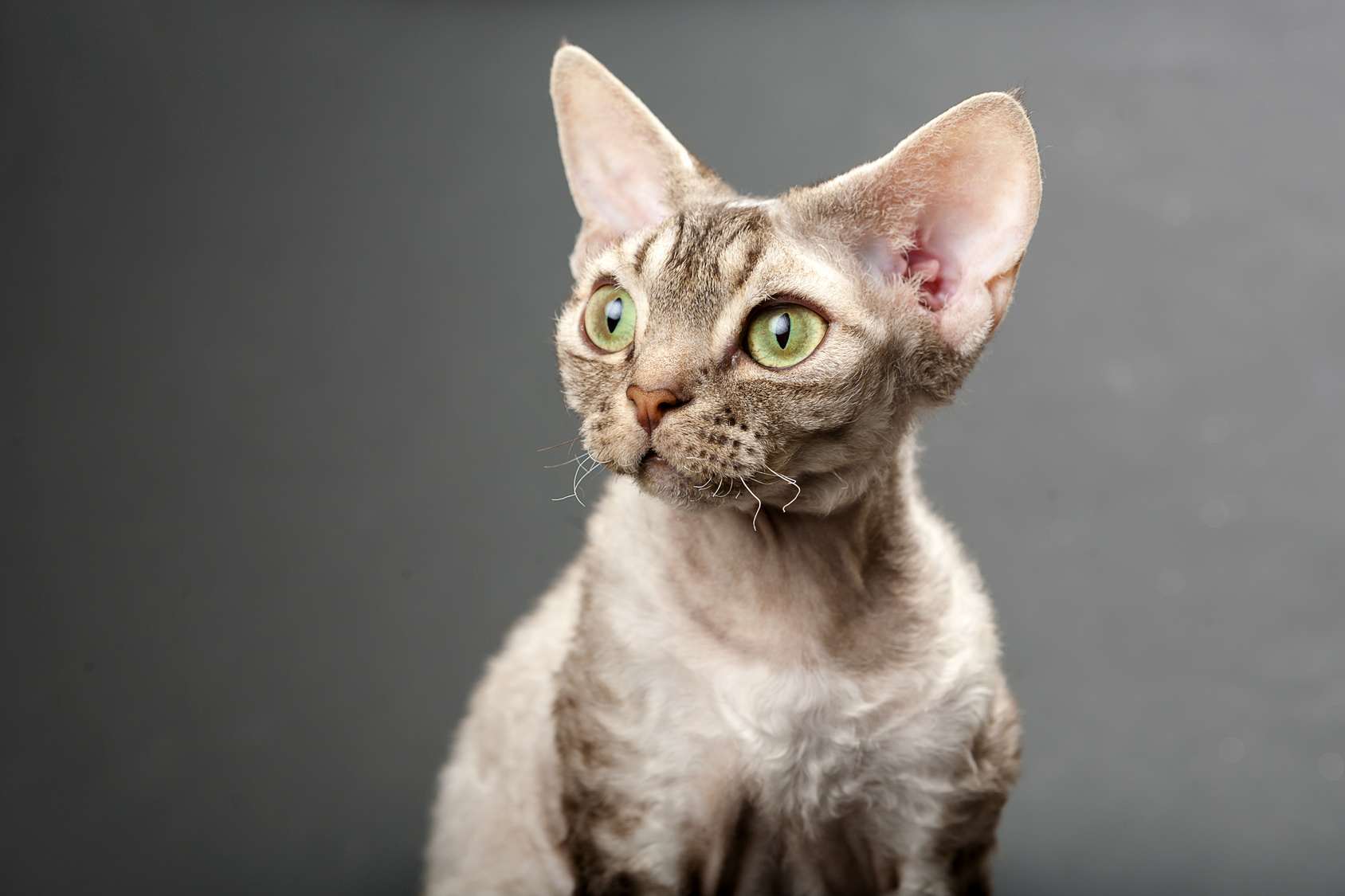 Mačka devon rex