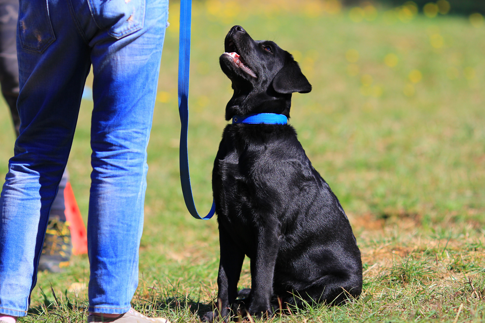 labrador training