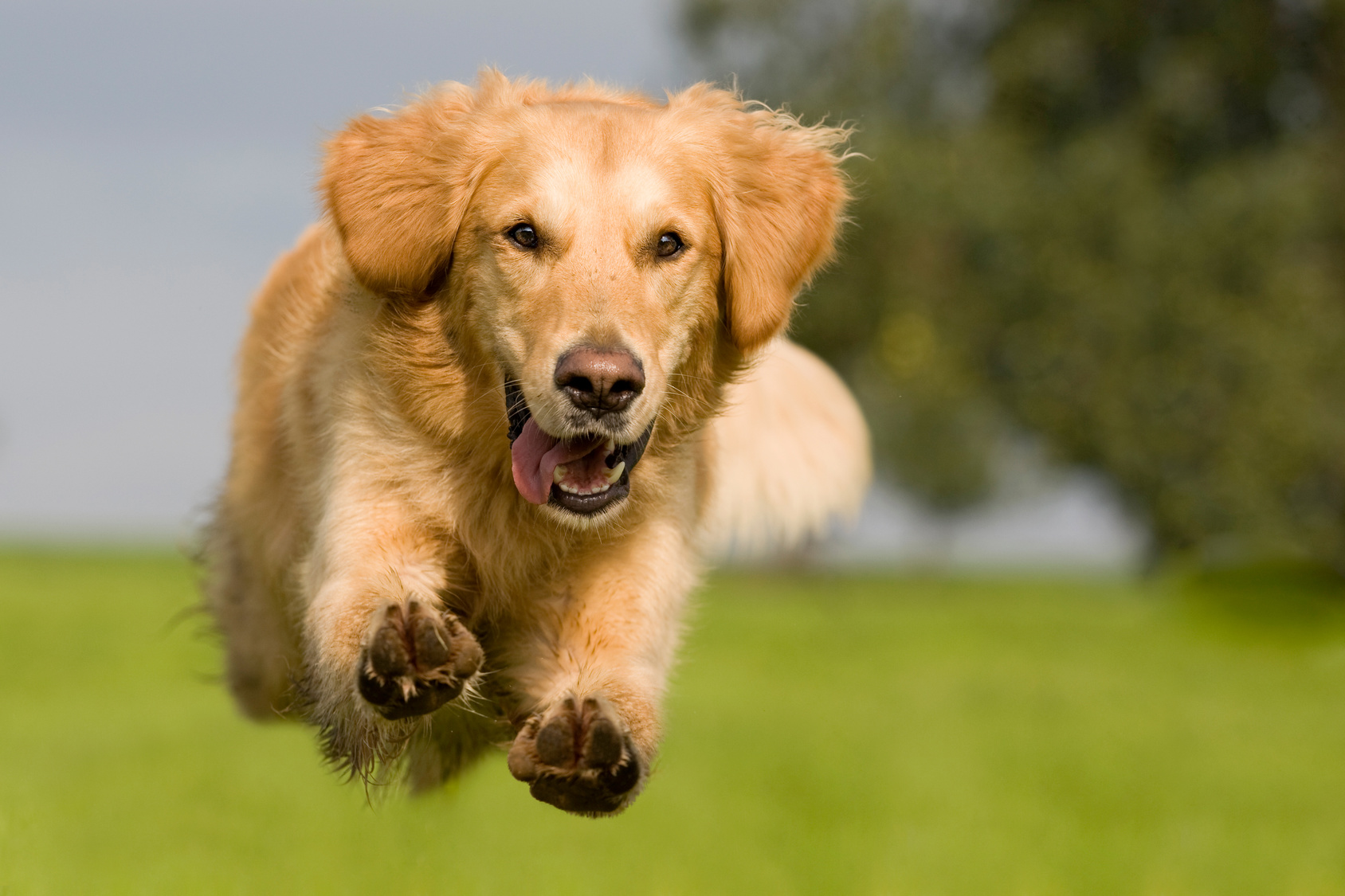 Golden Retriever springt über grüne Wiese