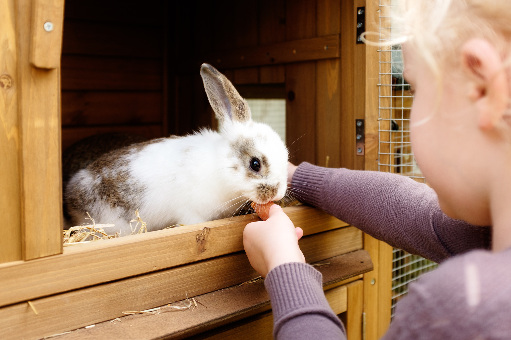 kleines Mädchen füttert hase