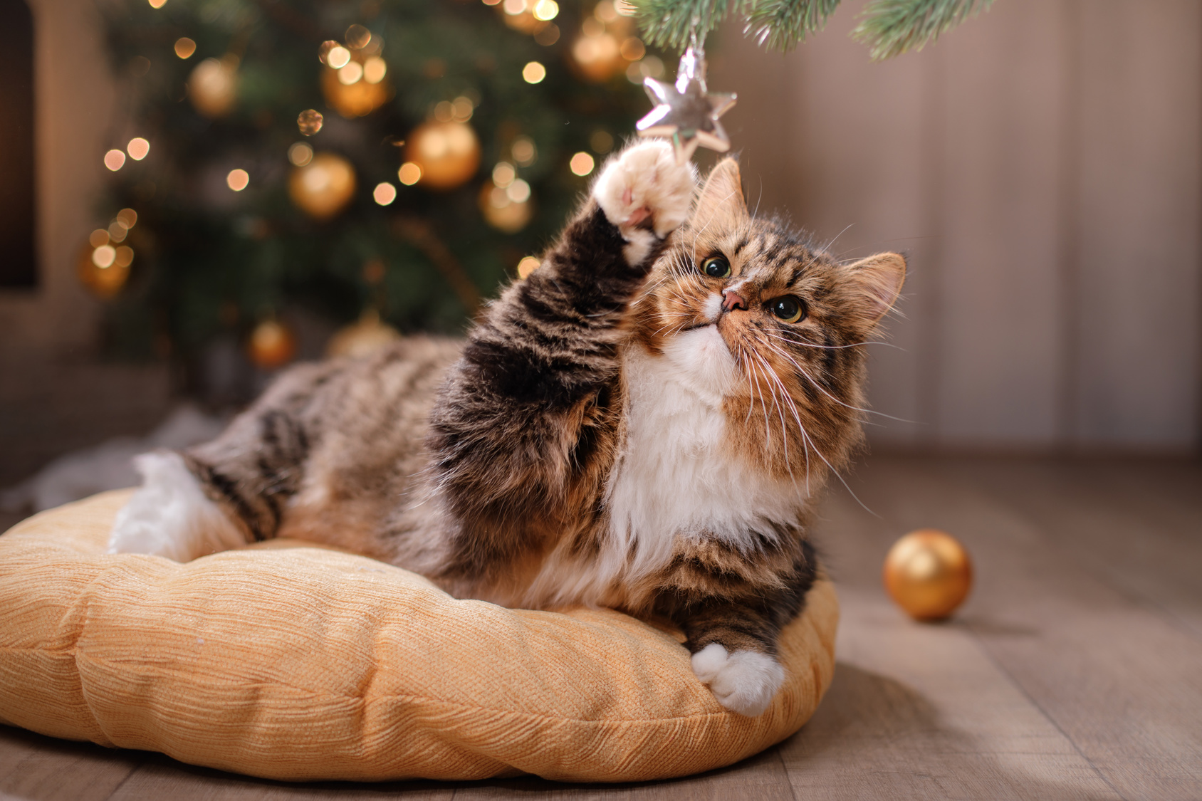 Katze spielt mit mit Baumschmuck