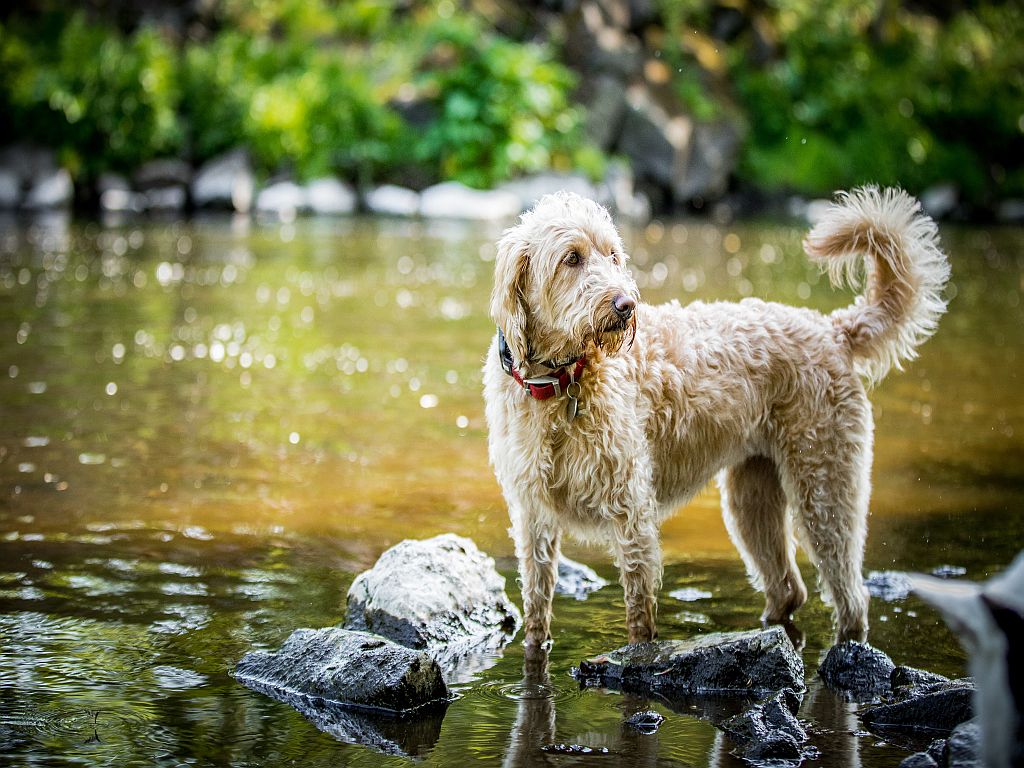 Labradoodle wasser