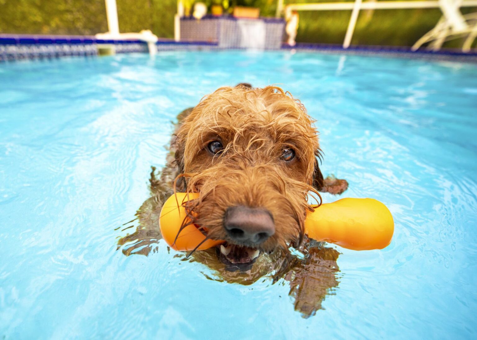 kutya a medencében