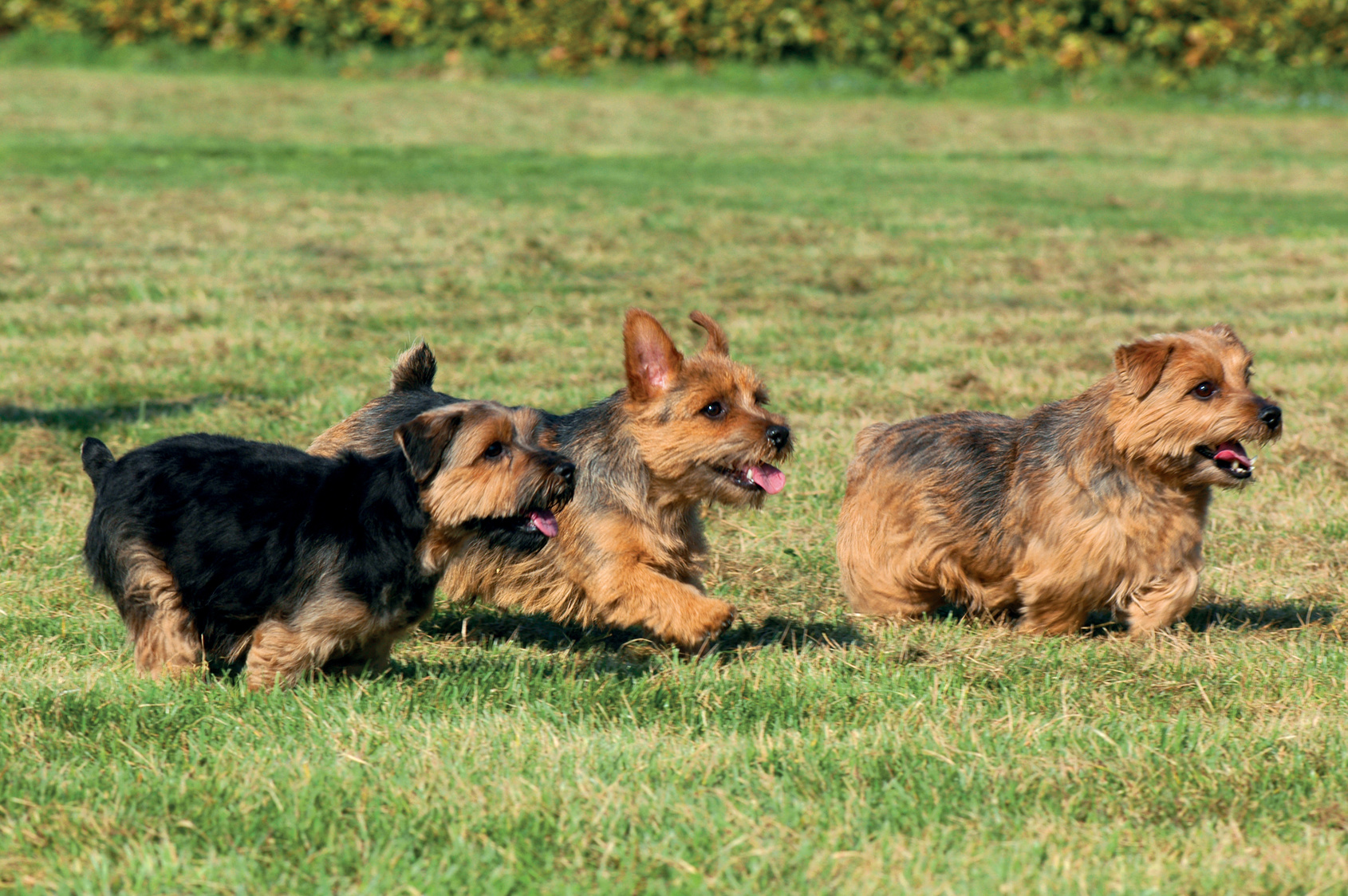 norfolk terrierek a szabadban