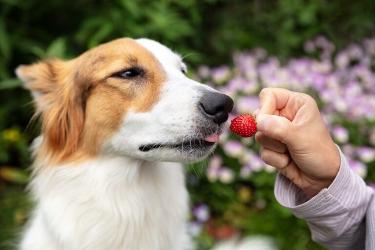 kutyának eper