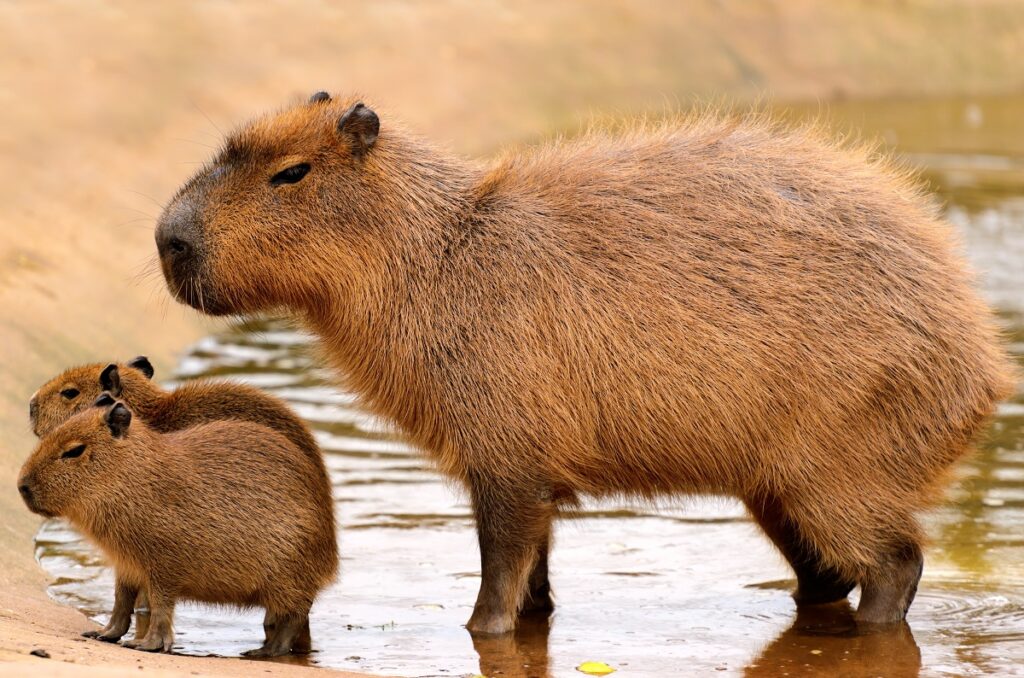 Capybara kölykök