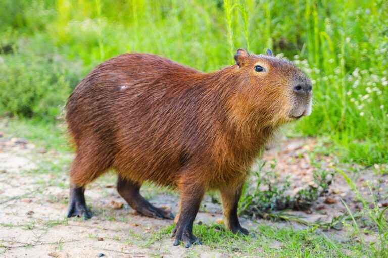 capybara