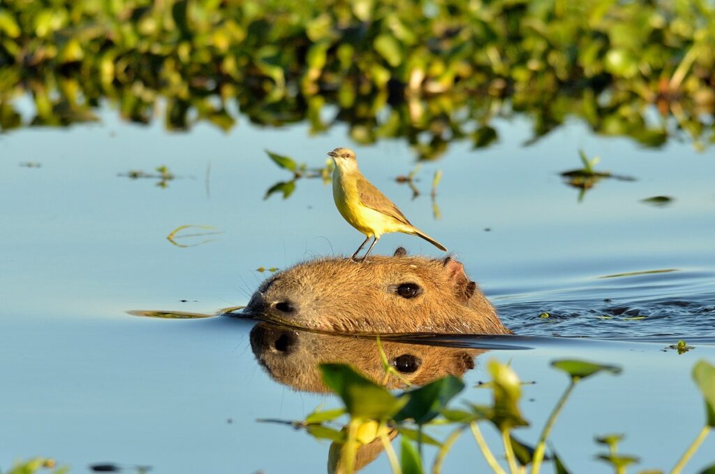 capybara madár a fején