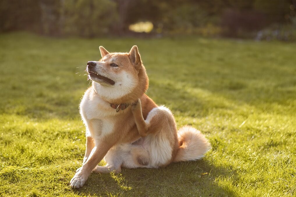 vakarózó shiba inu