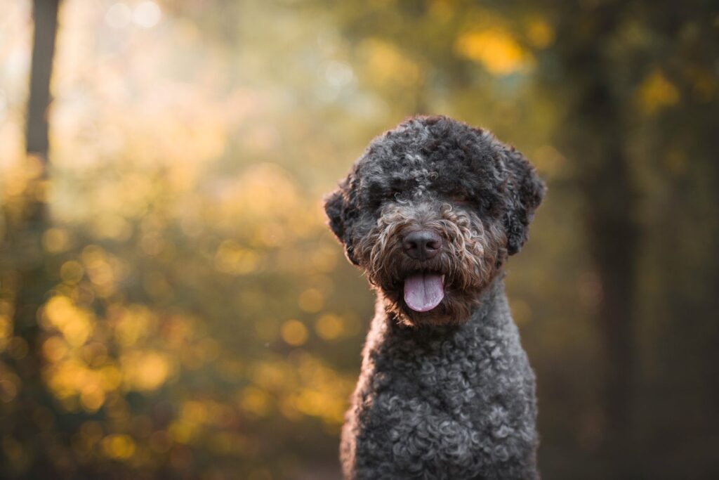 Lagotto romagnolo a szarvasgomba kereső kutya