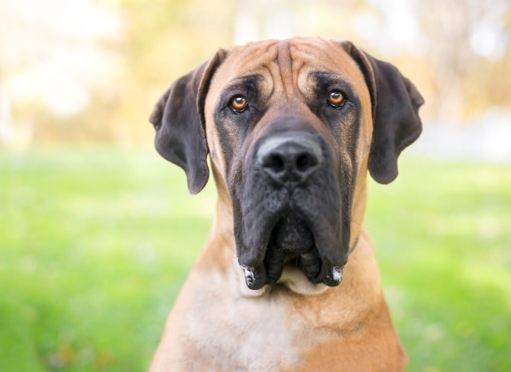 A boerboel kifejező megjelenésű.