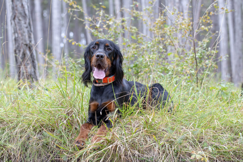 Gordon Setter vadászkutya az erdőben hívásra